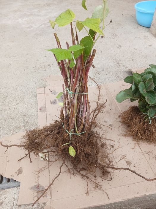 Продавам разсад Ягоди и Малини