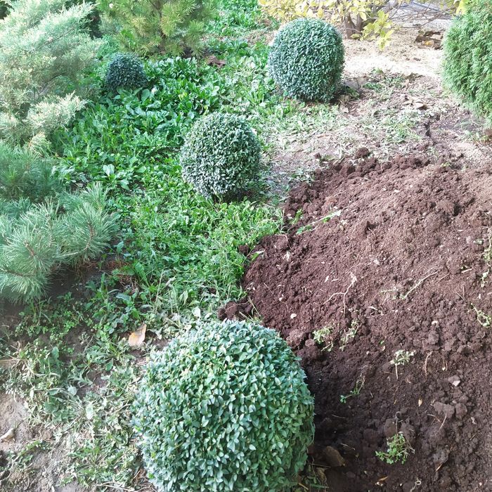 Самшит вечнозеленый