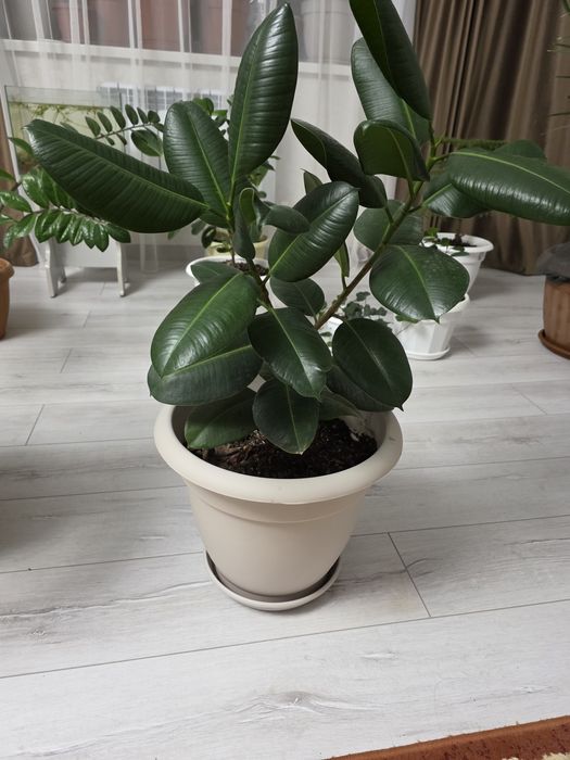 Продам комнатные цветы