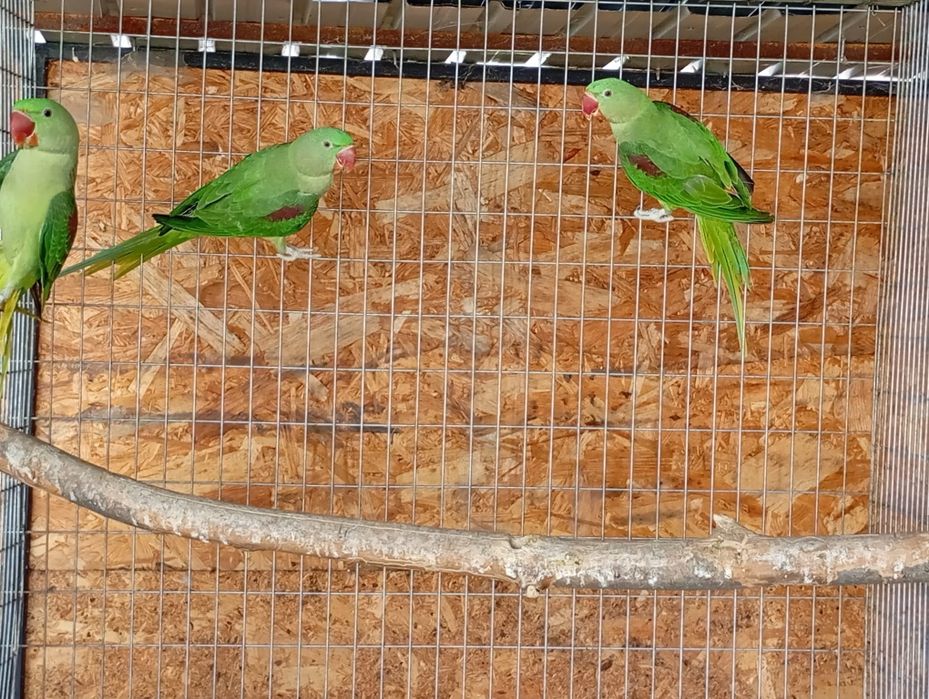 Papagal Micul alexander