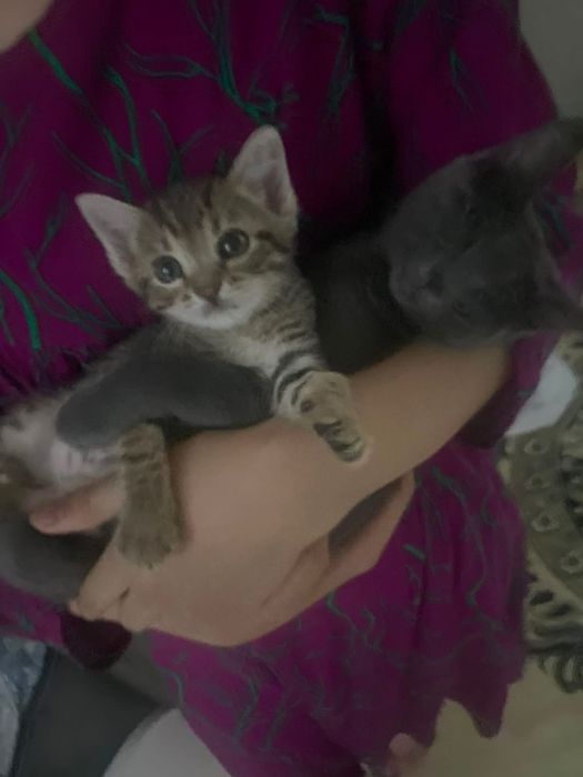 мысық,марғау,котенок ақтау