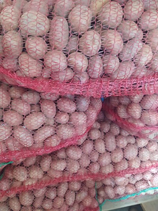 Cartofi samanta bellarosa Inm1 calibru 35-55