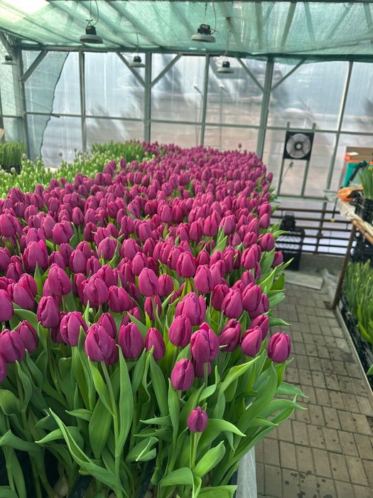 Тюльпаны  оптом,возможно доставка