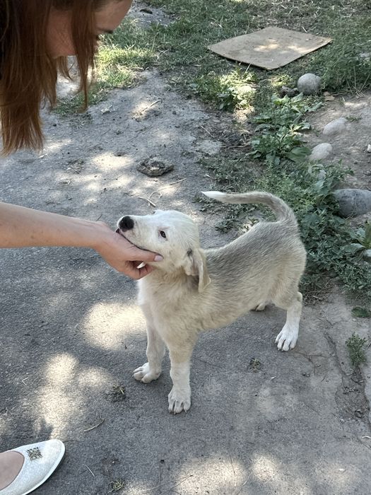 Пристраиваем щенят в добрые руки. Срочно!!
