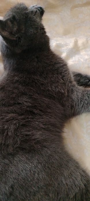 Зотдор мушук сотилади