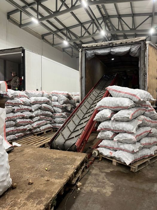 Картофель оптом товарка