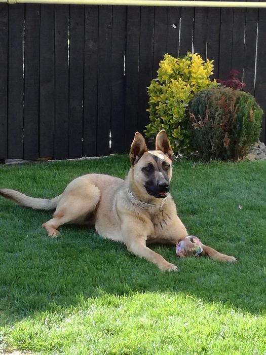 Dresaj canin, reabilitare comportamentală, disciplina, vână