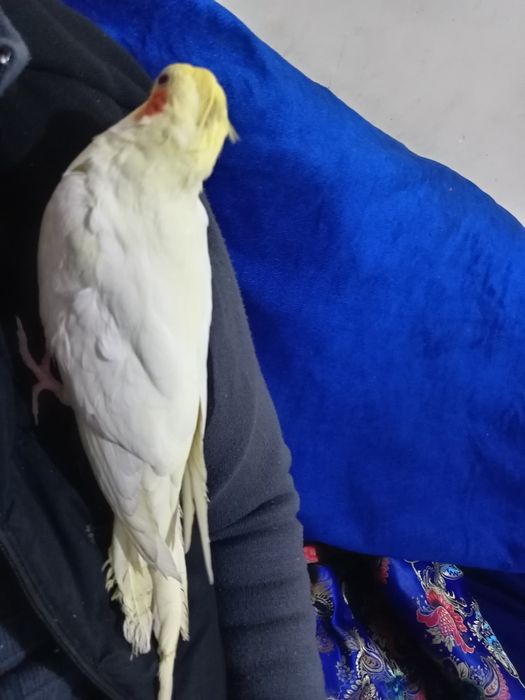 Карелла ручной папугай