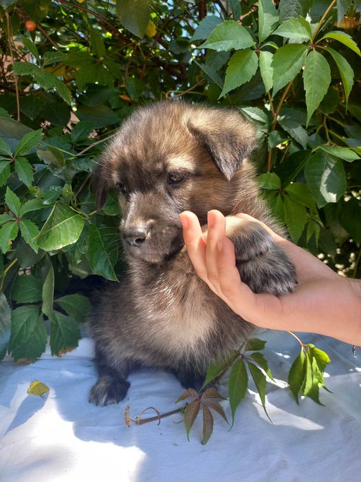 Щенулька коротколапик в очень добрые ручки