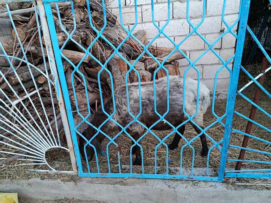 Продаётся барашка