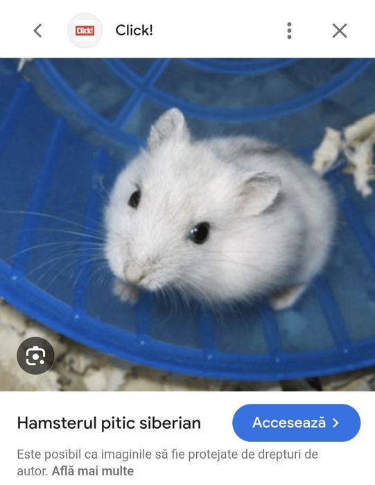 Pui de hamster siberian