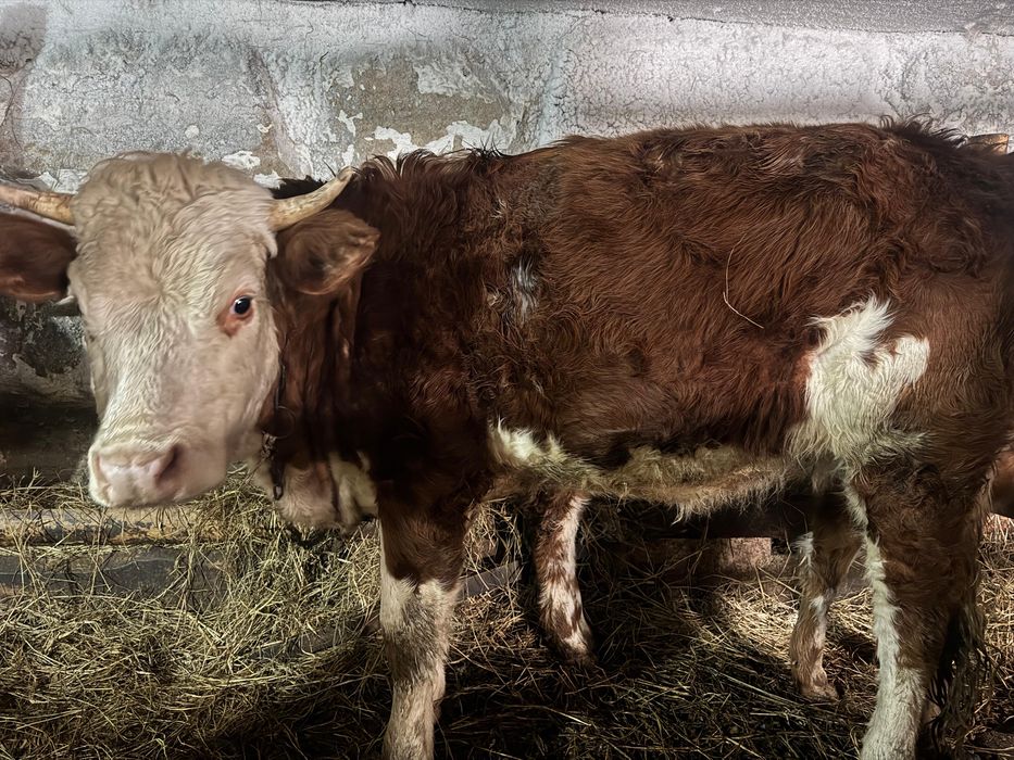 Продам телочку 2 года