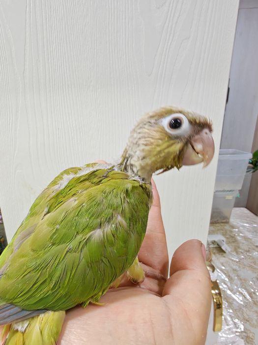 Продаётся птенец Ананасовой Пирруры