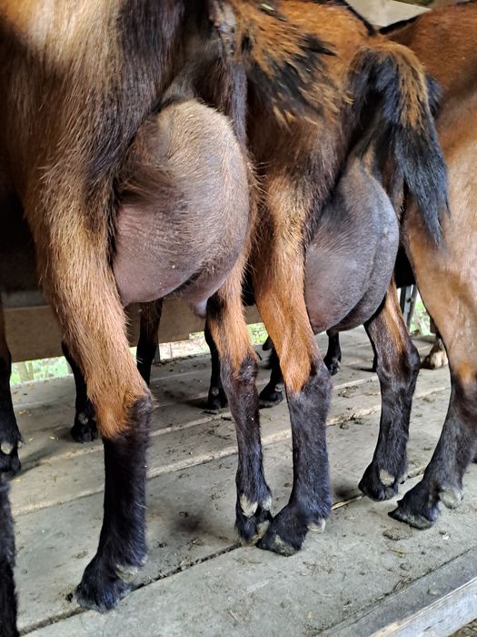 Vand iedute si iezi rasa alpin francez