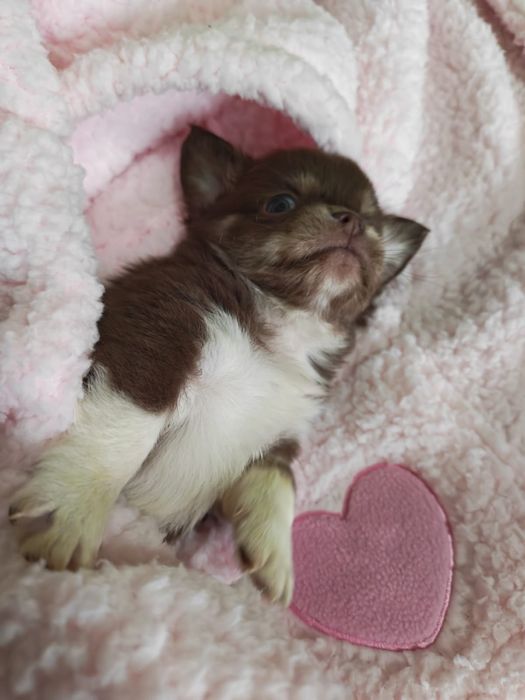 Chihuahua  ciocolatiu cu acte