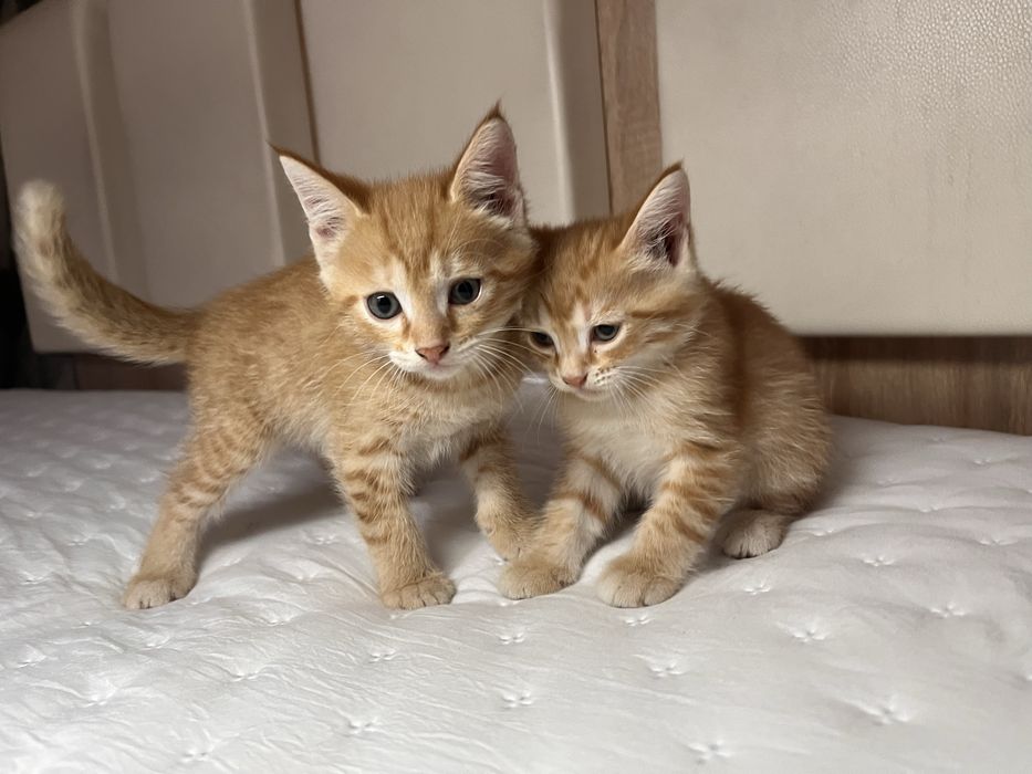Котята близняшки мальчики 2 месяца в добрые руки!