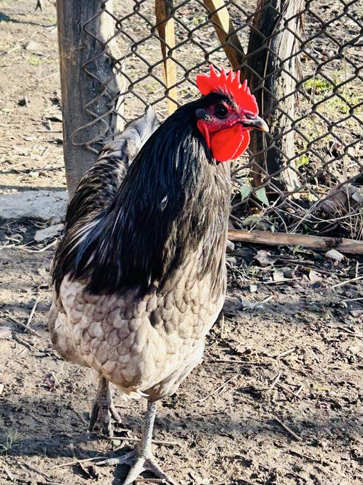 Vand cocoș austalorup