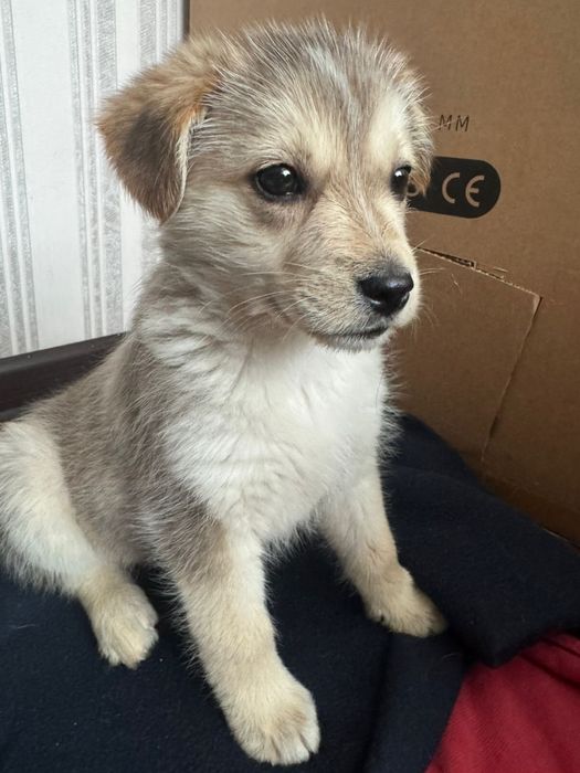 Щенок в хорошие руки щенки