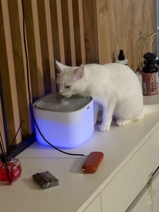 Кошка бесплатно.