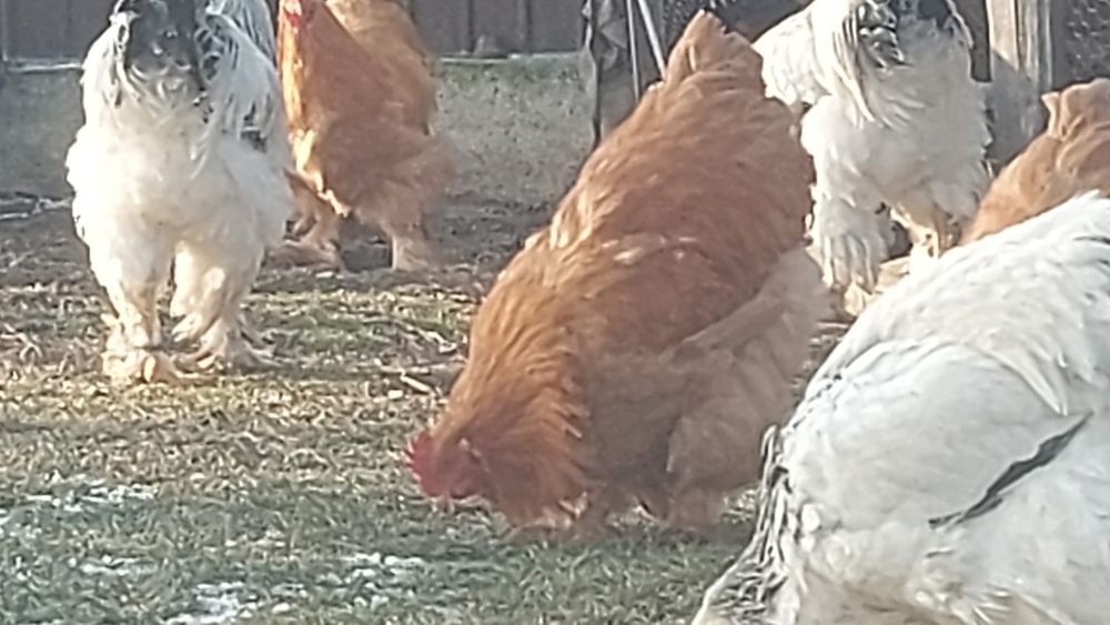 Găini de rasă Brahma