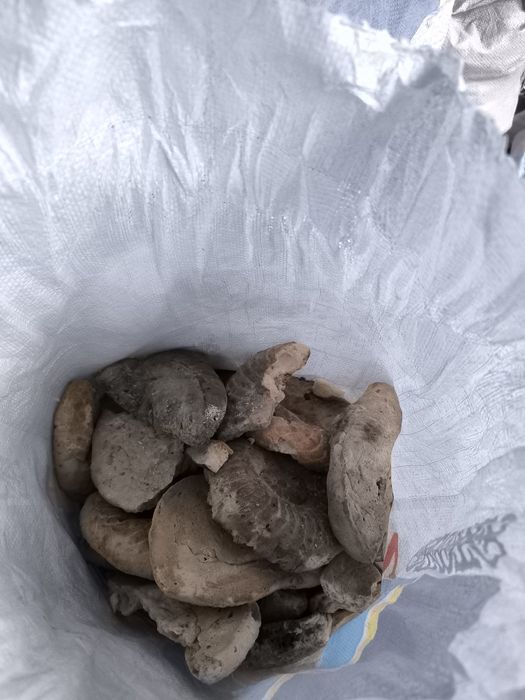 Qotgan non mol qoʻylar uchun