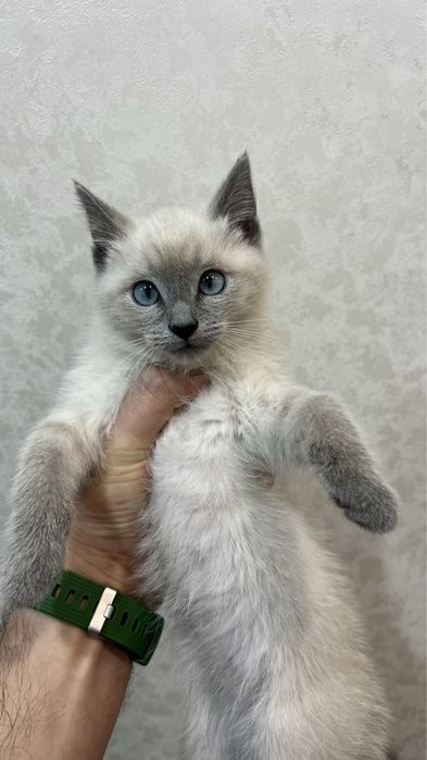 Котёнок Британка голубоглазая