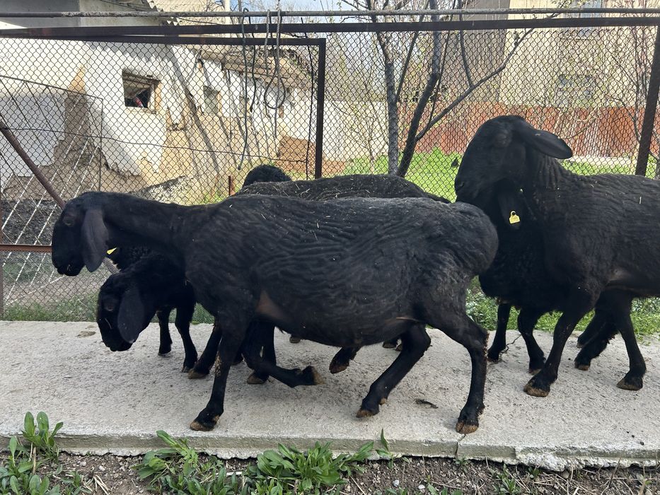 Қозылы қойлар бар 3 бас