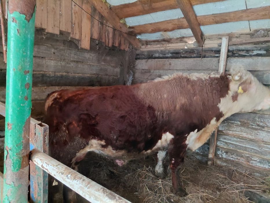 Племенной акбас 1 категория