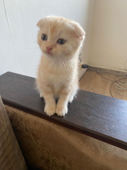 Продам вислоухого породистого котенка