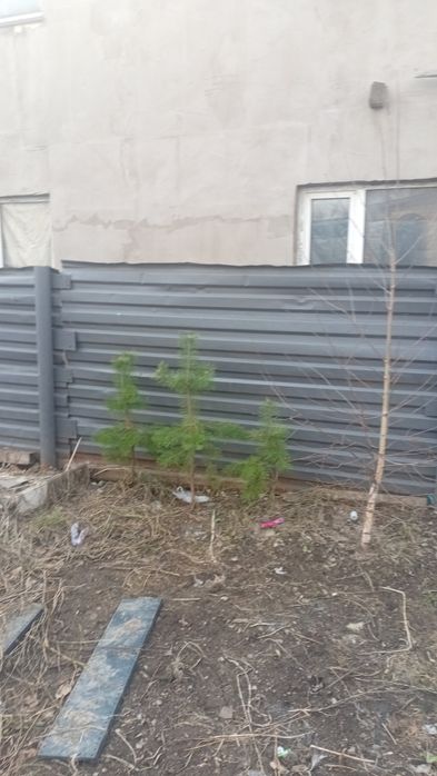 Продам елку и сосну