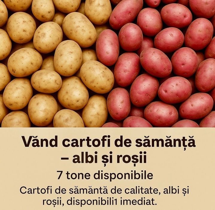 Vând cartofi de sămânță – albi și roșii, 7 tone disponibile