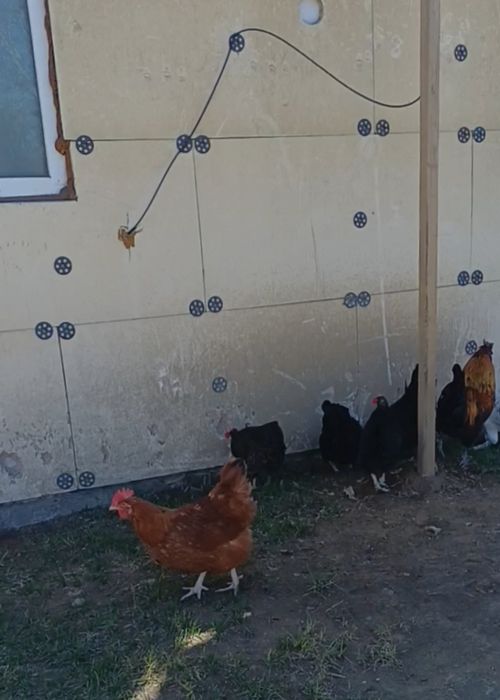 Продам домашний курица