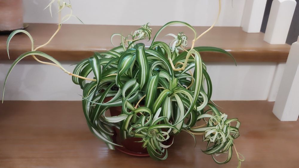 Хлорофитум бони кучерявый