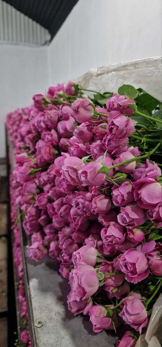 Optom gullar – Misty Bubbles