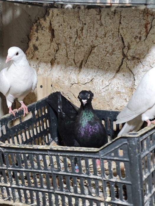 kaptar kabutar golubi golubey kaptarla kabutarlar turkman bakinski