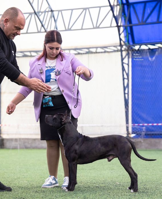 Кобель питбуль на вязку