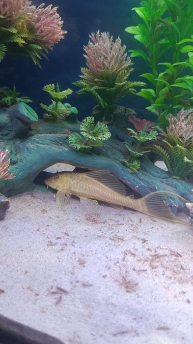 Аквариум 300л баликлари билан 600$