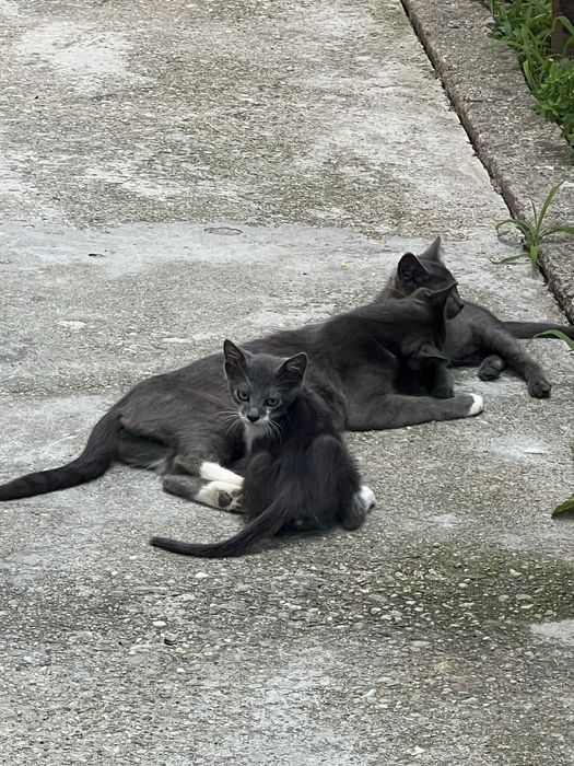 Pui pisici intarcati