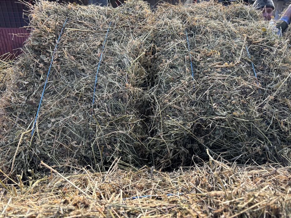 Vand baloti lucerna - productia din  2025