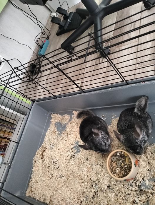 Vând 2 șinșile +cușcă