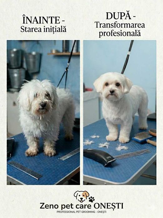 Tuns Grooming Braila /Domiciliu