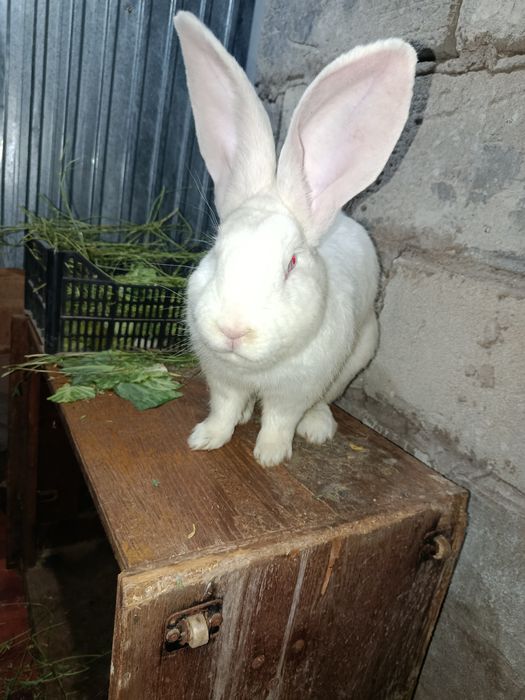 Продам белого Фландера