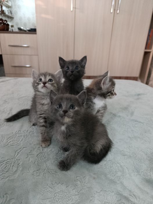 Отдам котят в добрые руки