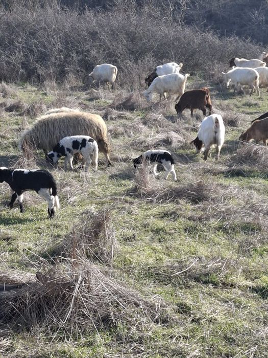 Capre  cu iezi de vânzare
