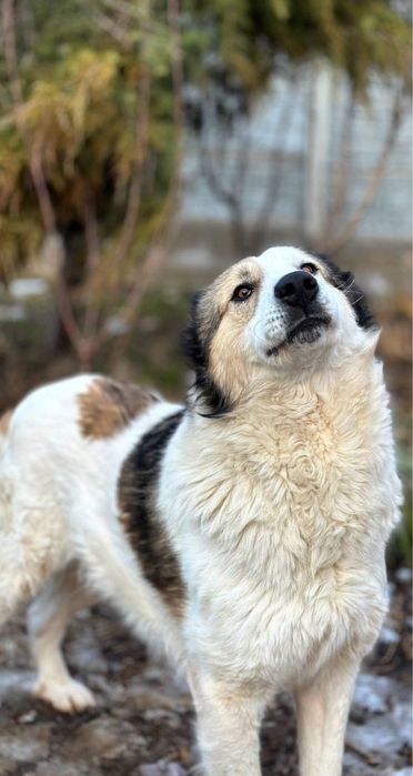 Соломон ищет семью. Очень классный. Собака. Алабай