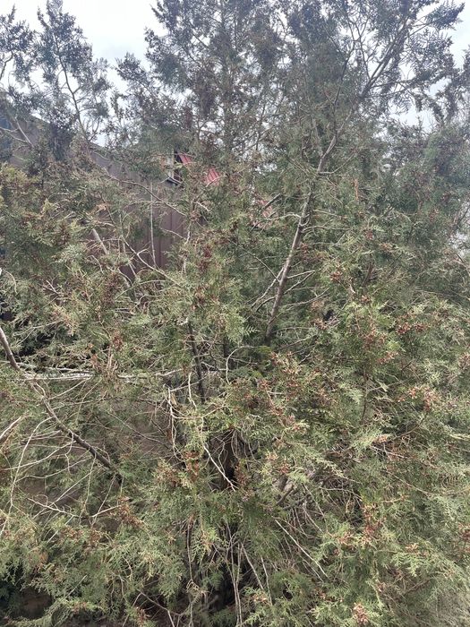 туя 4-5 метр 2 штуки