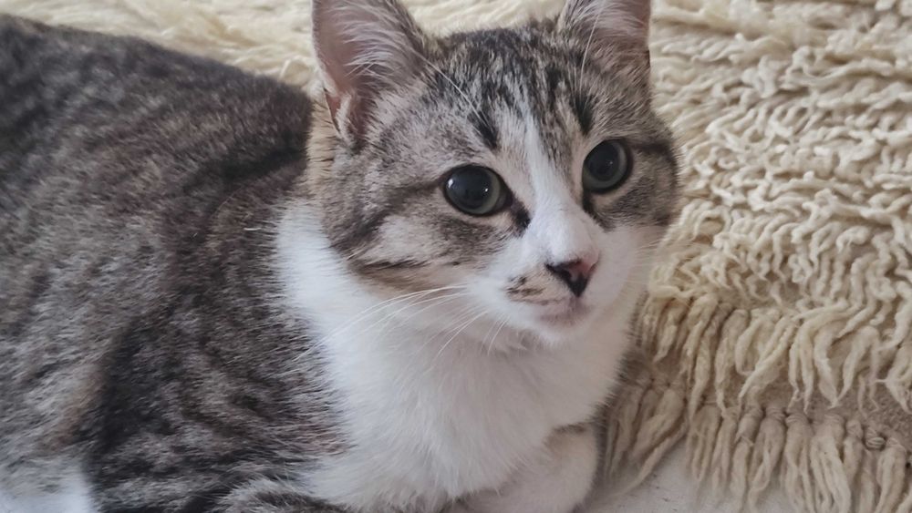 Подарявам котенце