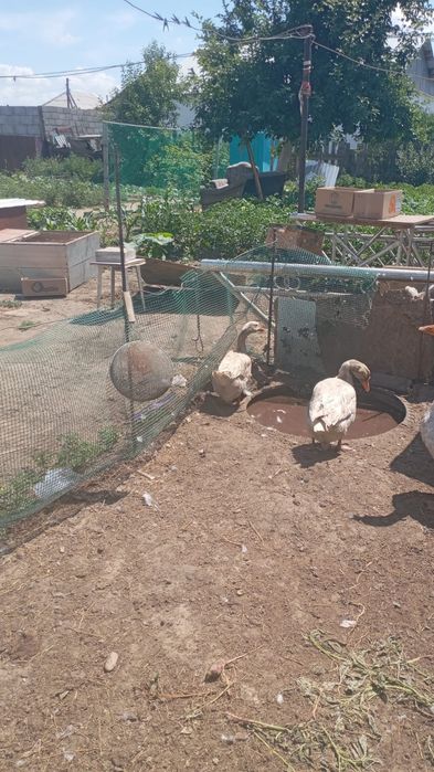 Продам двух гусыню гусака