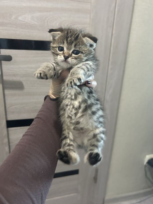 Котенок скоттиш страйт