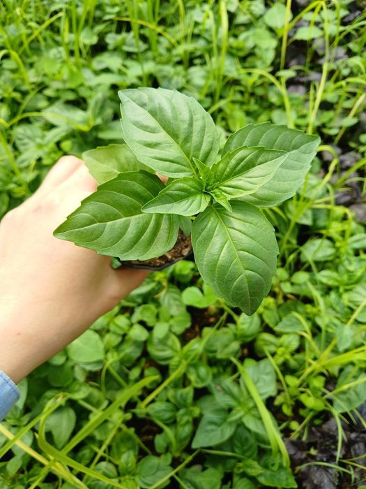 Rayxon Koʻchatlariga Zakaz Olamiz